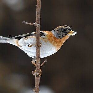 brambling3110