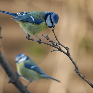 bluetits1489 hf