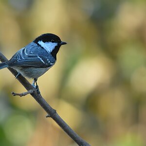 coaltit1490 hf