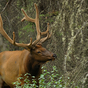 DSC4719 NF-F
Wapiti am Bow Valley Parkway
Banff NP