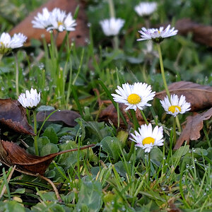 gänseblume1 JKK 0959