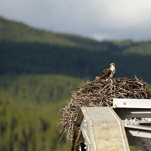 DSC4693 NF-F
Fischadler- (Osprey-) Nest am Bow River
Banff NP