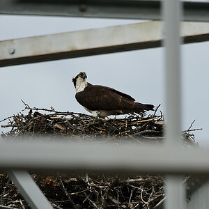 DSC4708 NF-F
Fischadler- (Osprey-) Nest am Bow River
Banff NP