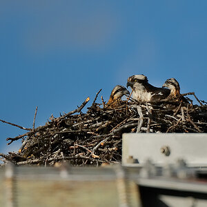 DSC8322 NF-F
Fischadler- (Osprey-) Nest am Bow River
Banff NP