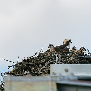 DSC8329 NF-F
Fischadler- (Osprey-) Nest am Bow River
Banff NP
