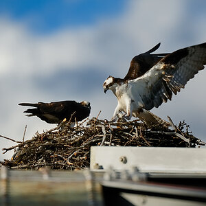 DSC8330 NF-F
Fischadler- (Osprey-) Nest am Bow River
Banff NP