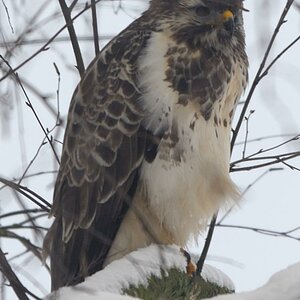 bussard1 JKK 1234