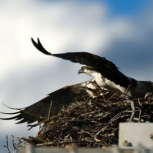 DSC8345 NF-F
Fischadler- (Osprey-) Nest am Bow River
Banff NP