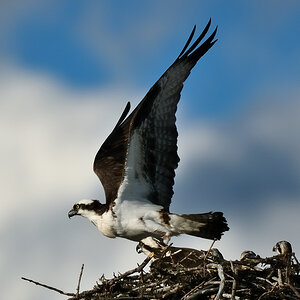 DSC8346 NF-F
Fischadler- (Osprey-) Nest am Bow River
Banff NP