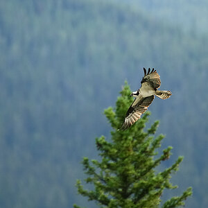 DSC8362 NF-F
Fischadler (Osprey) am Bow River
Banff NP