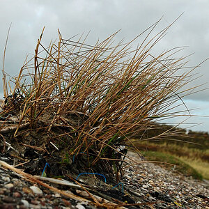 Borkum, Bewuchs am Deckwerk (MHX 6632AAKUSMx)