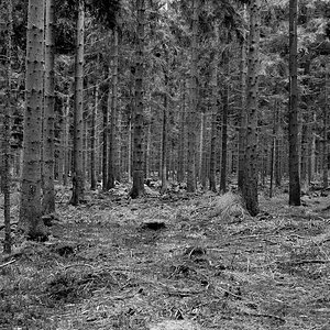 20100910 5046 2 Nikkor 28mm 2.8