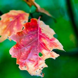 20101017 6441 Mamiya 80mm 2.8