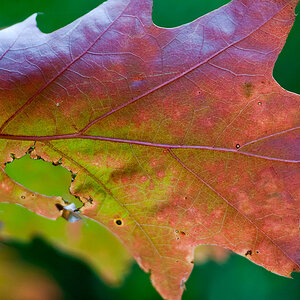 20101017 6444 Mamiya 80mm 2.8