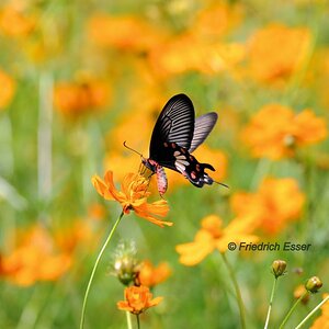 Schmetterling