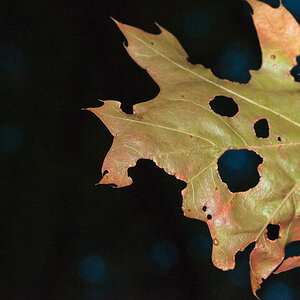 20101018 6550 Mamiya 55mm 2.8