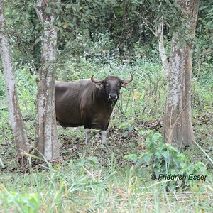 Banteng Bulle