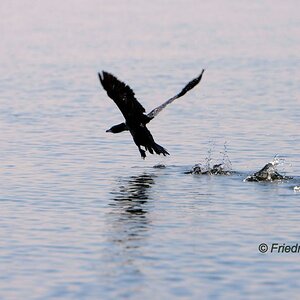 Kormoran