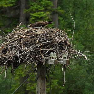 DSC4889 NF-F
Fischadler- (Osprey-) Nest
südöstlich des Banff NP