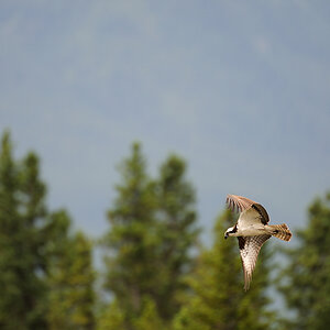 DSC8388 NF-F
Fischadler (Osprey) 
südöstlich des Banff NP