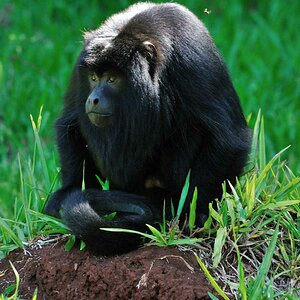 Urugua Affe DSC 2048 II