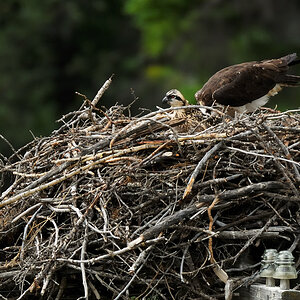 DSC8396 NF-F
Fischadler- (Osprey-) Nest
südöstlich des Banff NP