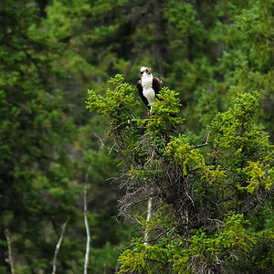 DSC8399 NF-F
Fischadler- (Osprey-) Nest
südöstlich des Banff NP