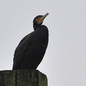 Kormoran