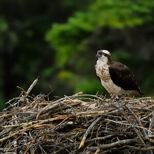 DSC8406 NF-F
Fischadler- (Osprey-) Nest
südöstlich des Banff NP