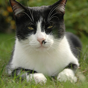 DSC 0944 
Stinki, Besucherkater von gegenüber