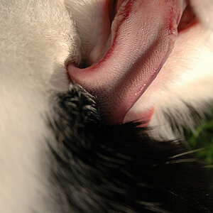 DSC 1681 
Katzenzunge 
Ausgiebige Wäsche auf Chefsessel in Abendsonne. 
Ganz schön lang, der Schlecker. 
Schnappschuss