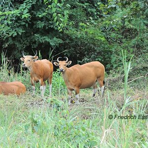 Banteng Herde