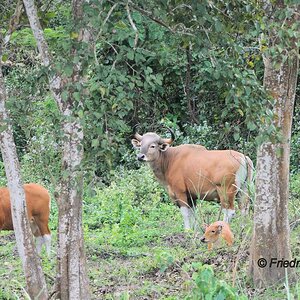 Banteng Herde