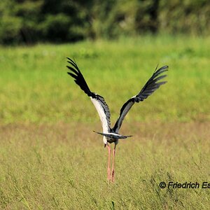 Storch