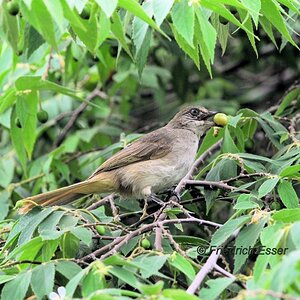 Bulbul ?