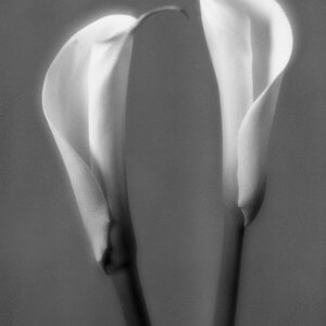 Callas Imagon f5.8 Aufnahme mit 250mm Imagon an meiner Burke & James 8x10 mit 4x5 inch Rückteil!