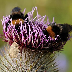 7 Wollköpfige Kratzdistel