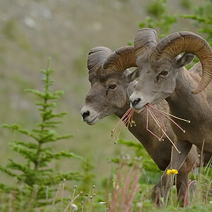 DSC4741 NF-F
südöstlich des Banff NP