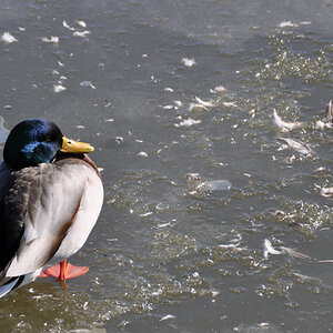 DSC 0376a