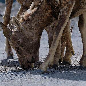 DSC4891 NF-F
südöstlich des Banff NP