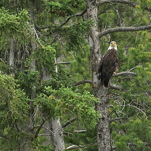 DSC8430 NF-F
Weißkopfseeadler
südöstlich des Banff NP