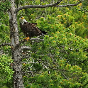 DSC8436 NF F
Weißkopfseeadler
südöstlich des Banff NP