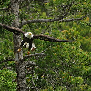 DSC8437 NF-F
Weißkopfseeadler
südöstlich des Banff NP