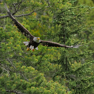 DSC8440 NF-F
Weißkopfseeadler
südöstlich des Banff NP