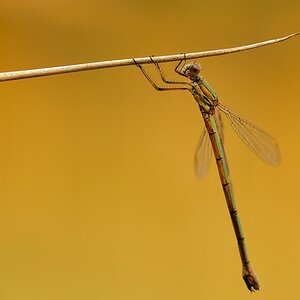 LestesViridis GemeineWeidenjungfer2