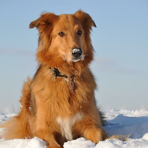 Jette