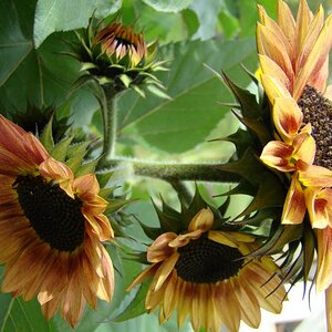 meine schönste Sonnenblume 2009