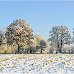 acomp Hasenmoor 0893