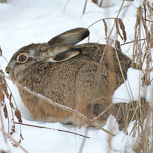 Ja hammer denn scho´Ostern ?

Im Naturschutzgebiet beim Neujahrsspaziergang gesehn ...