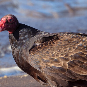 Turkey Vulture, 100% Crop
D700 @ ISO720, 1/500s
70-300VR @ 300mm, f/8